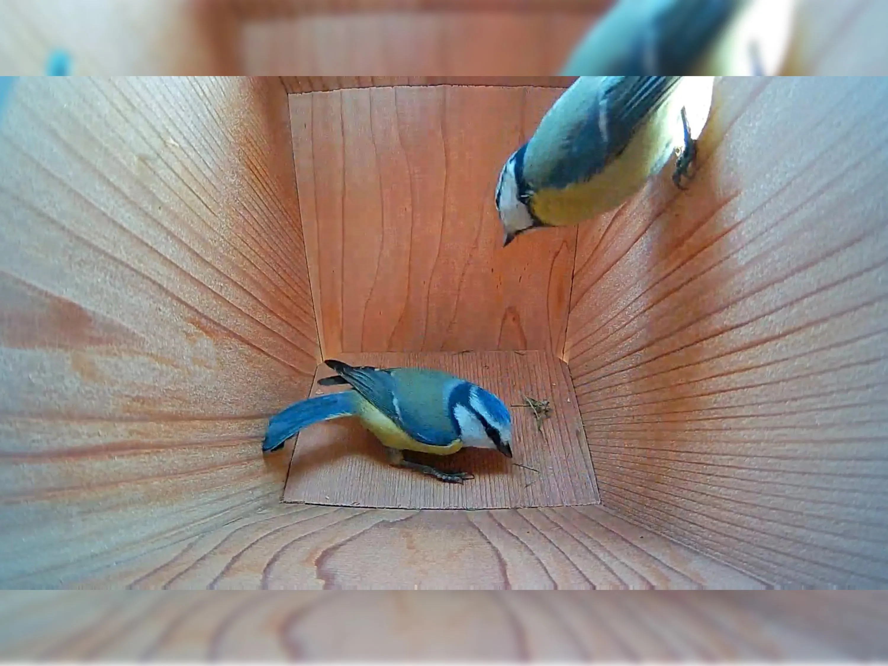 Handmade Wooden Side View Bird Box