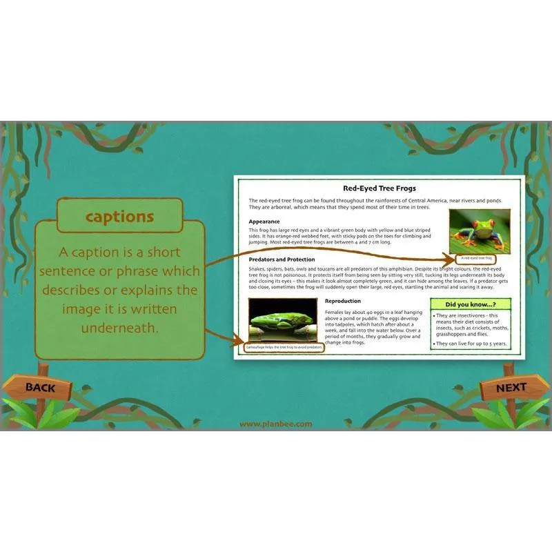 Lost in the Rainforest: Non-chronological Reports